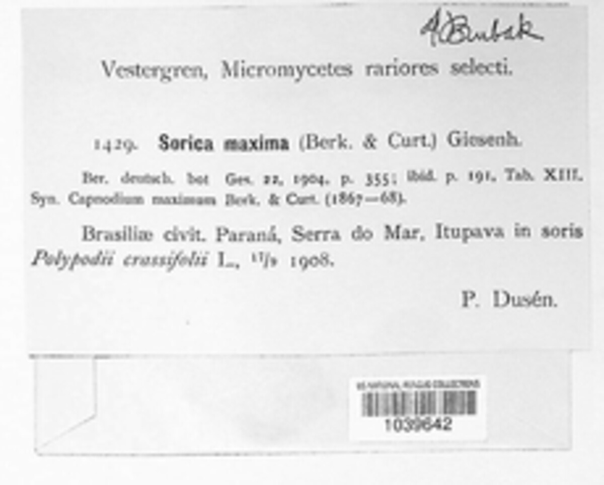 Hypsotheca maxima image